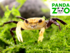 Краб Панда Борнео Krab Panda - (Lepidothelphusa cognetti) самка