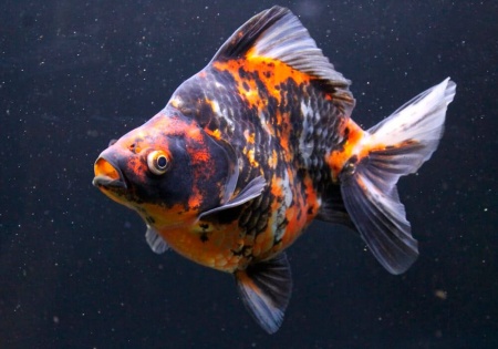 Риукин трехцветный короткохвостый (Goldfish Ryukin tricolour short tai)