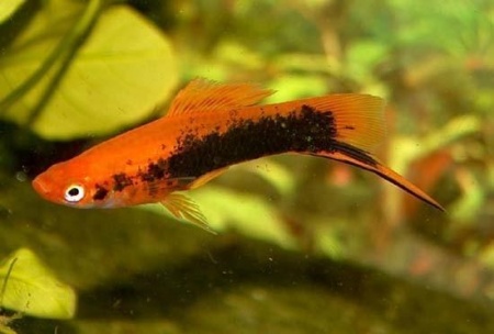 Меченосец Кубинский (Xiphophorus helleri Red Black Tuxedo)