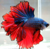 Петушок Халф Мун сине красный самец (Betta male Halfmoon bicolor red blue)