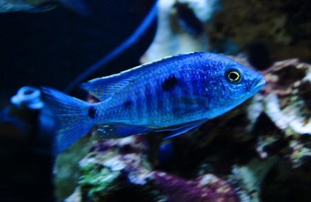 Цихлида Копадихромис Азуреус (Copadichromis azureus)