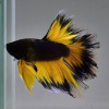 Петушок Халф Мун черное золото двухвостый  самец (betta halfmoon male dubletail-black-gold)