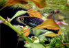 Меченосец Геллера черный (Xiphophorus helleri Black)