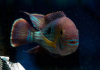 Акара бирюзовая (aequidens rivulatus)