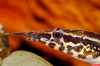 Макрогнатус зебровый (Macrognathus zebrinus)  7-8 см