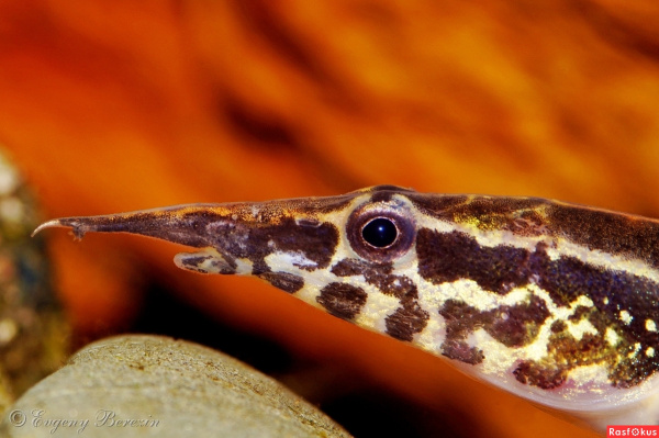 Макрогнатус Чернолинейный  (Macrognathus aral)  7-8 см