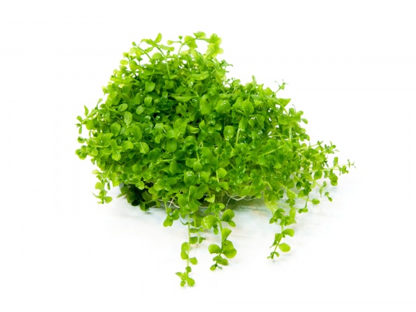 Микрантенум Монтекарло (Micranthemum Montecarlo)