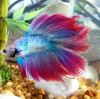 Петушок Халф Мун двухвостый биколор розово-фиолетовый самец (betta two-tailed bicolor pink-purple)