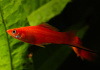 Меченосец Геллера красный (Xiphophorus helleri red)