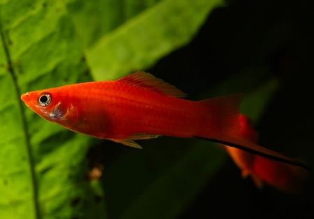 Меченосец Геллера красный (Xiphophorus helleri red)