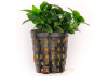 Анубиас Нана бонсай (Anubias nana bonsai)