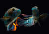 Акара бирюзовая (aequidens rivulatus)