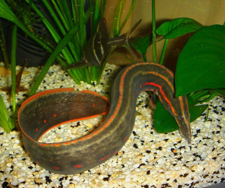 Мастацембел Краснополосый (Mastacembelus Erithrothaenia)  12-15 см