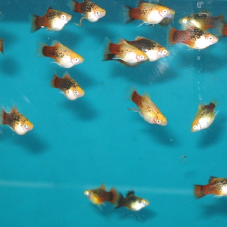 Пецилия красно белая ситцевая (Xiphophorus maculatus white & red calico Platy)