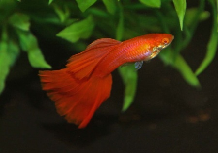 Гуппи полностью красный альбинос (Guppy Full Red albino)