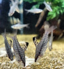 Хилодус Пятнистый  (Chilodus punctatus)  3,5-4 см