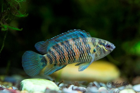 Бадис Бадис или Бадис хамелеон (Badis badis) 3 см