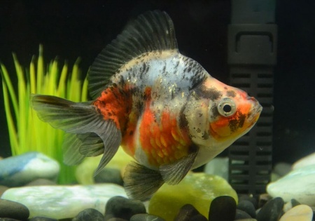 Риукин ситцевый короткохвостый (Goldfish Ryukin short tail calico)