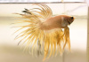 Петушок Коронохвостый золотой самец (Betta-splendens-crown-tail-gold)
