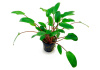Криптокорина зеленая Беккета (Cryptocoryne beckettii viridifolia)