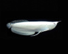 Арована Южноамериканская альбинос (Osteoglossum bicirrhosum albino) 10-12см