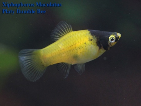 Пецилия пчелка (Xiphophorus maculatus Bumble bee Platy)