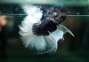 Петушок Халф Мун черный бабочка самец (Betta splendens Halfmoon black Butterfly)