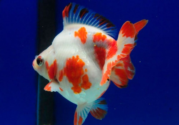Риукин сакура короткохвостый (Goldfish Ryukin Sakura short tail)