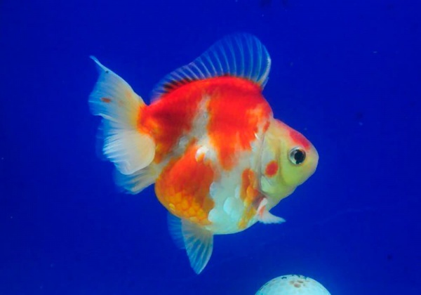 Риукин сакура короткохвостый (Goldfish Ryukin Sakura short tail)