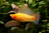 Моллинезия оранжевая парусный (Poecilia velifera orange Molly sailfin)