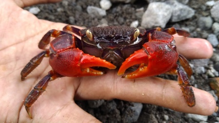Краб Красный Паук (Neosarmatium smithi Red Spider Crab)