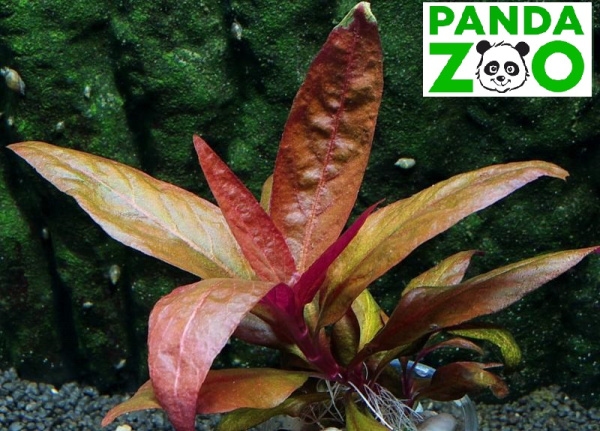 Alternanthera lilacina- Альтернантера лилацина L018