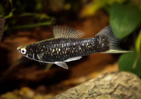 Меченосец Геллера черный (Xiphophorus helleri Black)