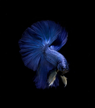 Петушок Халф Мун синий сапфир самец (Betta male Halfmoon blue)