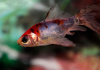 Золотая рыбка Шубункин ситцевый( Goldfish Shubunkin calico)