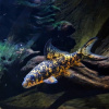 Лабео арлекин  конголезский (Labeo cyclorhynchus)
