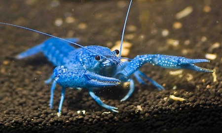 Рак Кубинский синий (Procambarus cubensis)