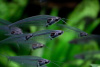  Стеклянный сом (Kryptopterus vitreolus)