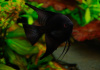 Скалярия черный бархат (pterophyllum black velvet)