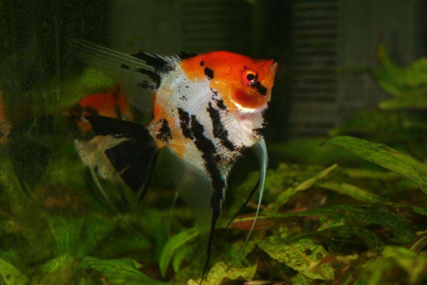 Скалярия Кои (pterophyllum koi)