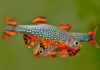 Микрорасбора галактика (Danio margaritatus) 1,1-1,23 см 