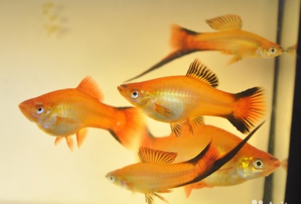 Меченосец Золотая комета (Xiphophorus helleri Golden)