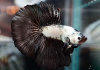 Петушок Супер Дельта черный дракон самец (betta-MALE super-delta-black-)