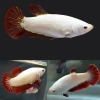 Петушок самка (курочка) Супер Дельта Красный Дракон (Betta fish female ) 3-3,5 см