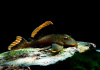 Номерной сом L047  Барианциструс Магнум (Baryancistrus chrysolomus L047)