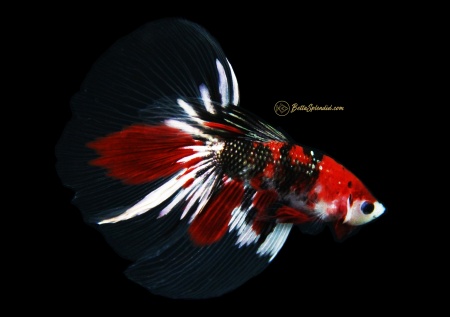 Петушок Халф Мун кои самец (Betta male Halfmoo koi Tail)