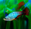 Пецилия синяя высокоплавничная  (Xiphophorus variatus blue Tail Hi-fin Platy)