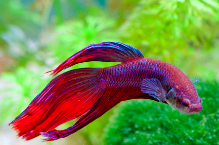 Петушок Вуалехвостый Фиолетовый самец (Betta-male-Veiltail-velvet)