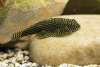 Севилия Линеолата  Псевдоскат  (Sewellia Lineolata) сом
