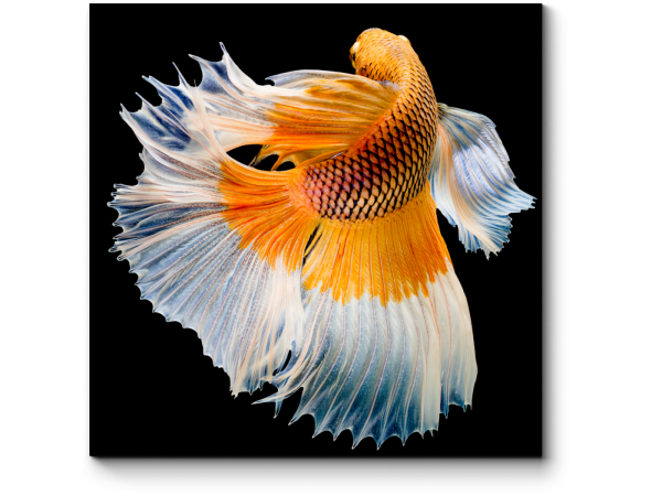 Петушок Халфмун Дамбо делтая бабочка самец (betta-dumbo-butterfly)